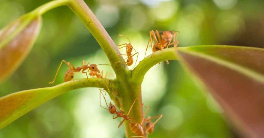 Do Ants Attack Apple Trees?