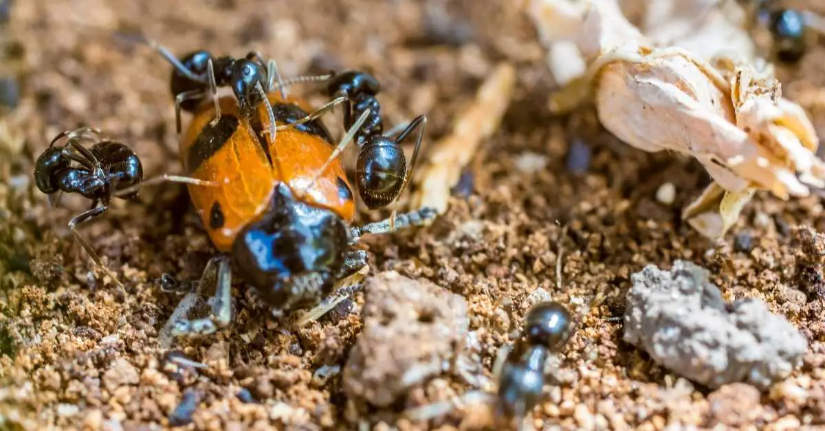 Do Ants Attack Ladybugs?