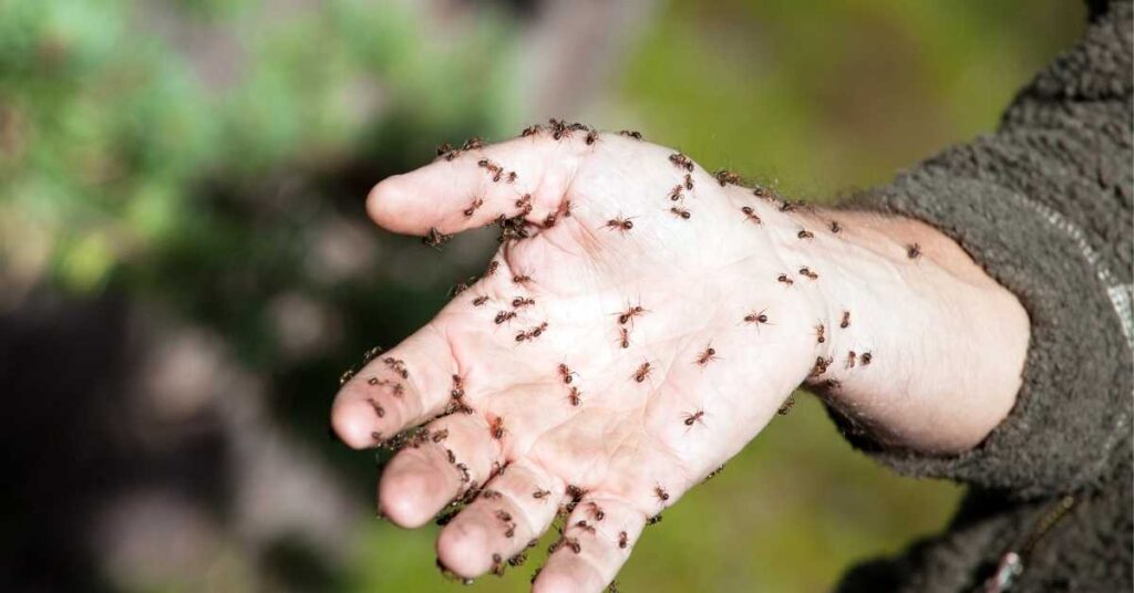Do Ants Avoid Humans?