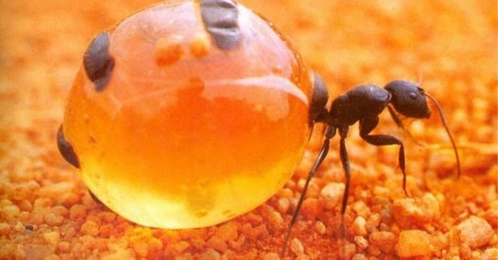 Do Small Honey Ants Make Honey?