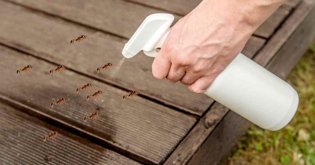 Does Rubbing Alcohol Kill Ants?