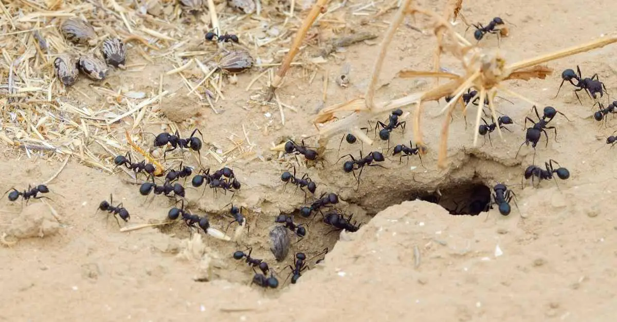 Is it Bad to Kill an Ant?