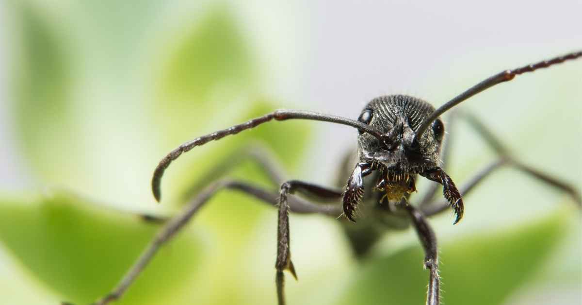 What happens if an ant loses its antenna?