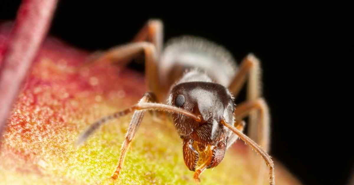 What is a Pharaoh Ant?