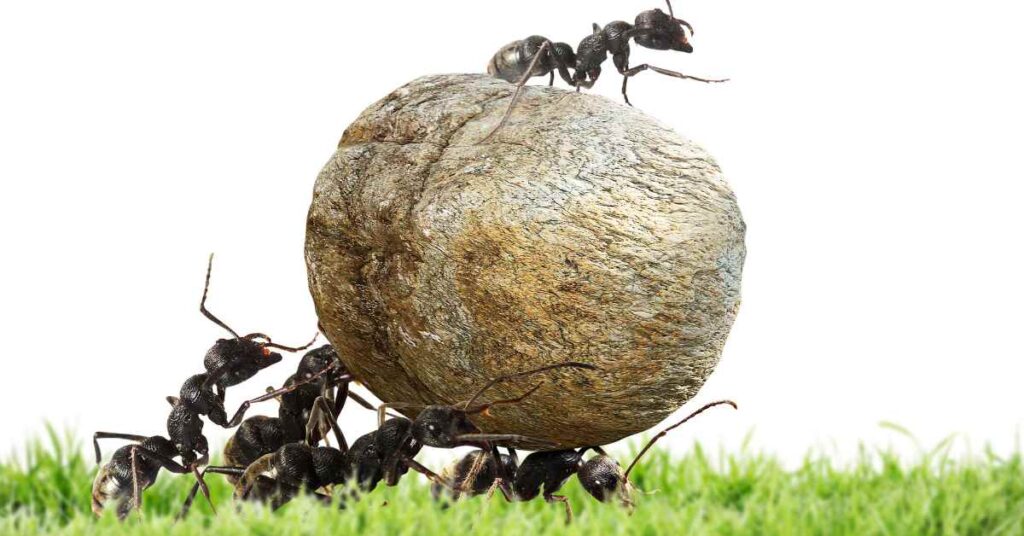 Can Ants Be Trained?