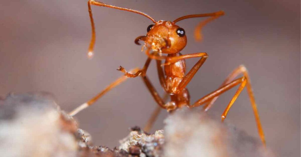 Can Ants Feel Fear?