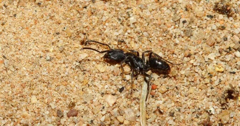Do Ants Die of Old Age?