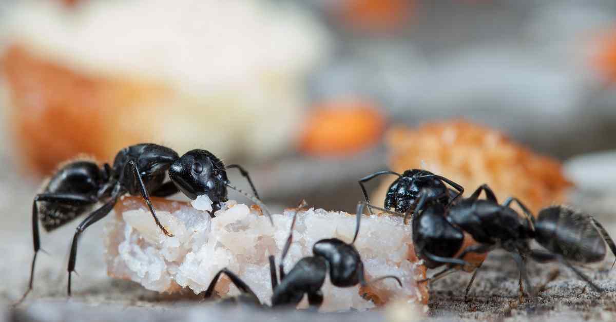 Do Ants Feel Pain When You Kill Them?