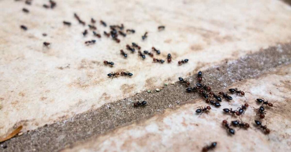 How Far Do Ants Travel in a Day?