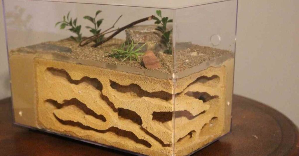 How to Make an Ant Farm With a Fish Tank?