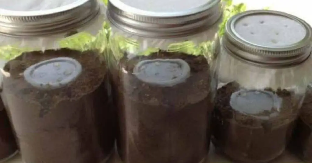 How to Make an Ant Farm in a Jar?