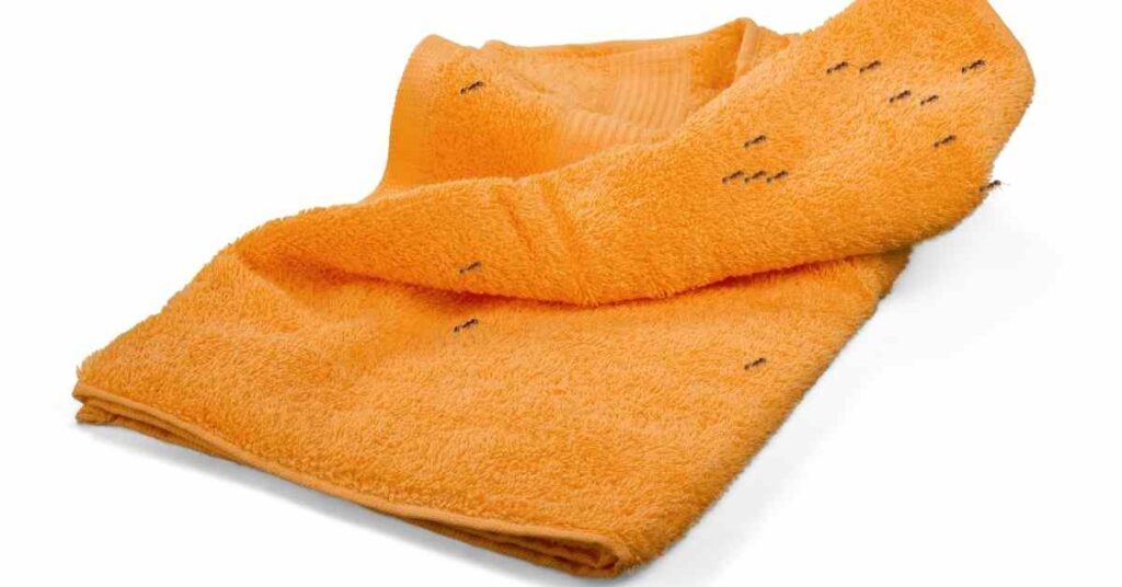 Why Are Ants Attracted to My Towel?