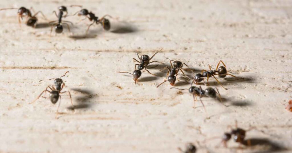 Are Ants Attracted to Dog Urine?
