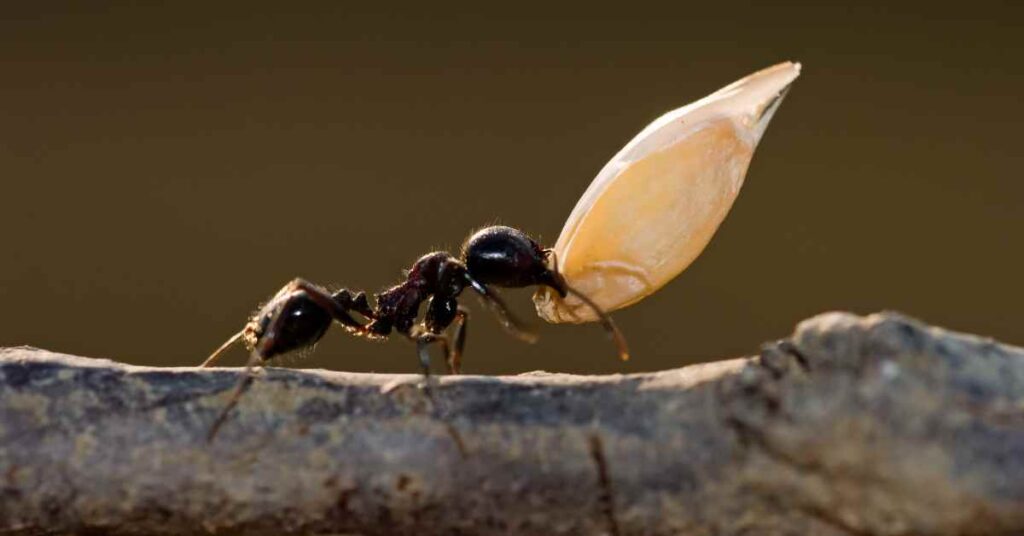 Are Ants Mammals?