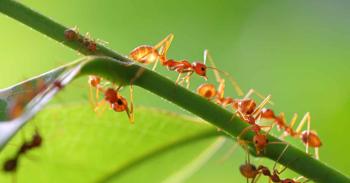 Can Ants Die From Falling?