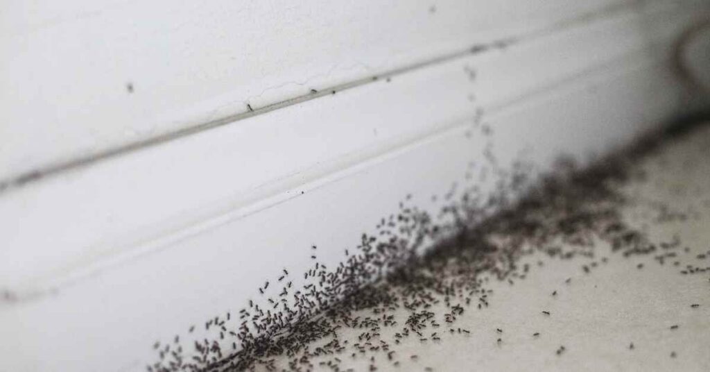 Can Ants Eat Through Concrete?