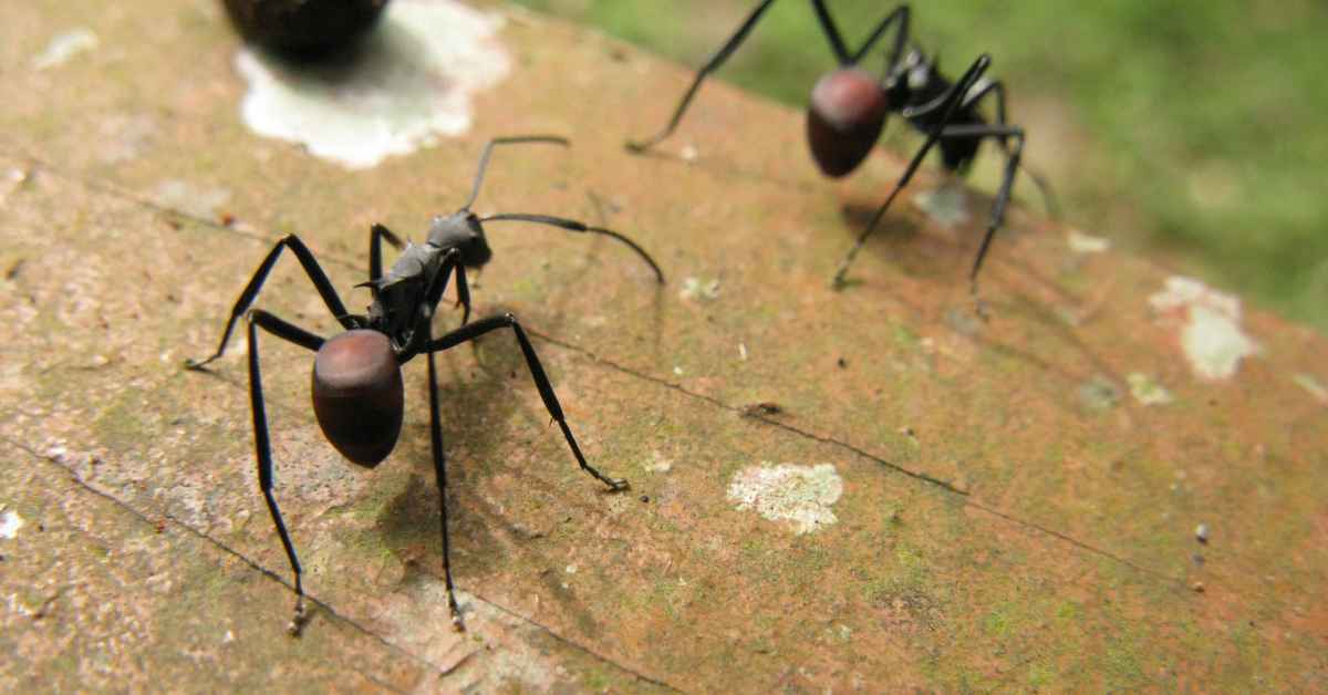 Can Ants Get Sick?