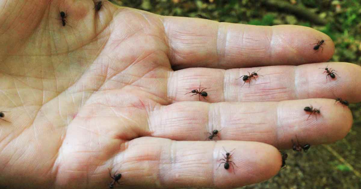 Do Ants Die After They Bite You?