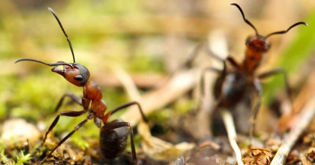 Do Ants Die When You Step On Them?
