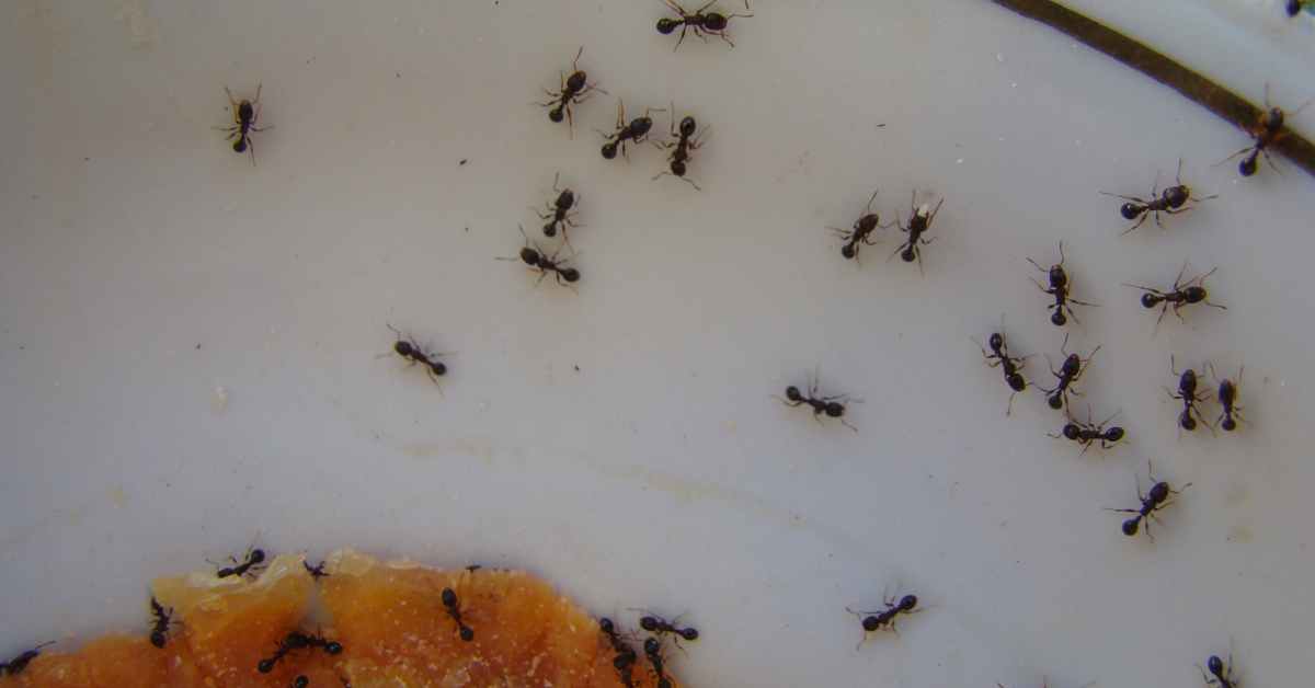 Do Ants Eat Aspartame?