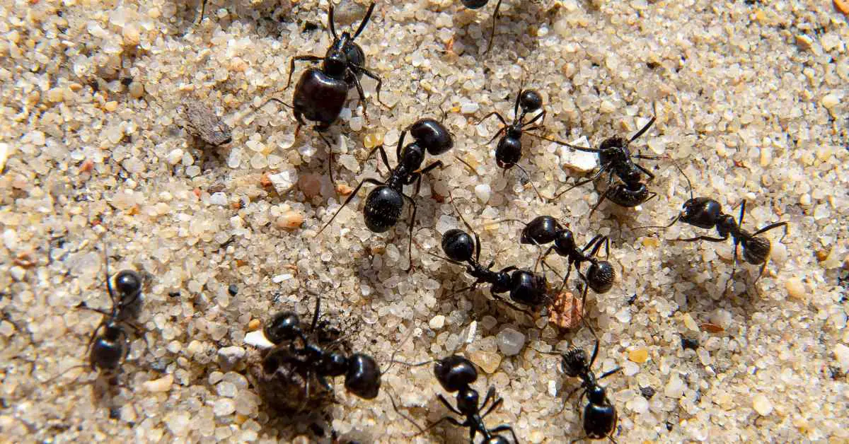 Do Ants Eat Fleas?