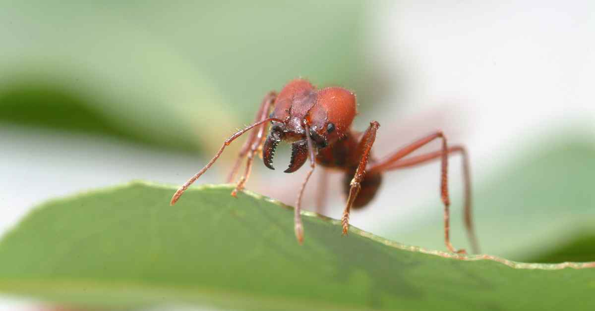 Do Ants Sleep With Their Eyes Open?