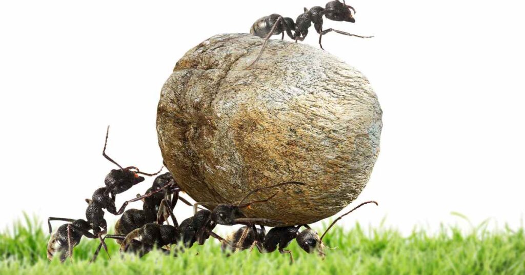 How Are Ants So Strong?