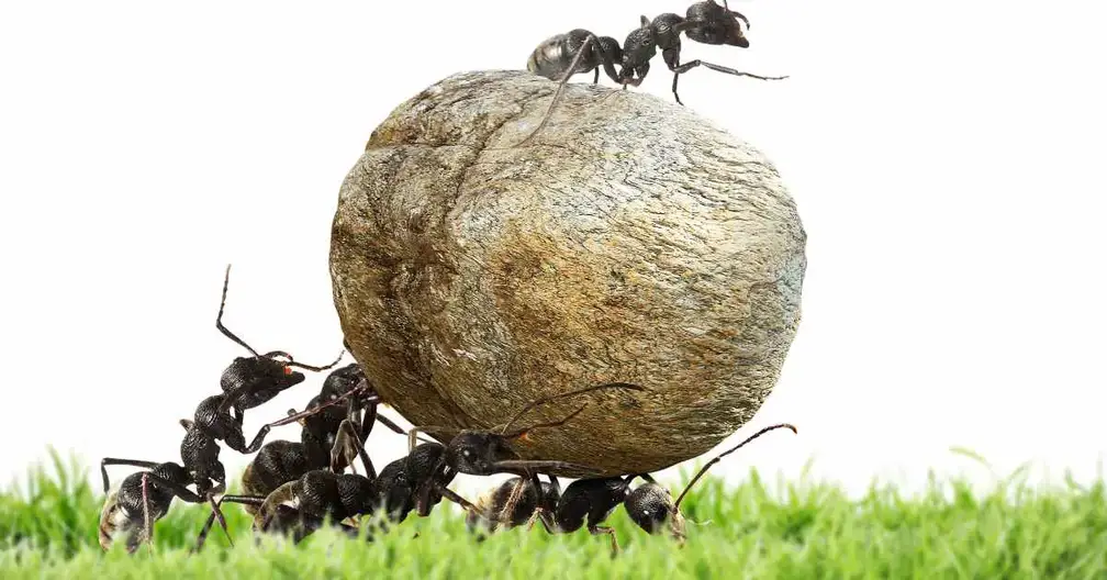 How Are Ants So Strong? (Explained)
