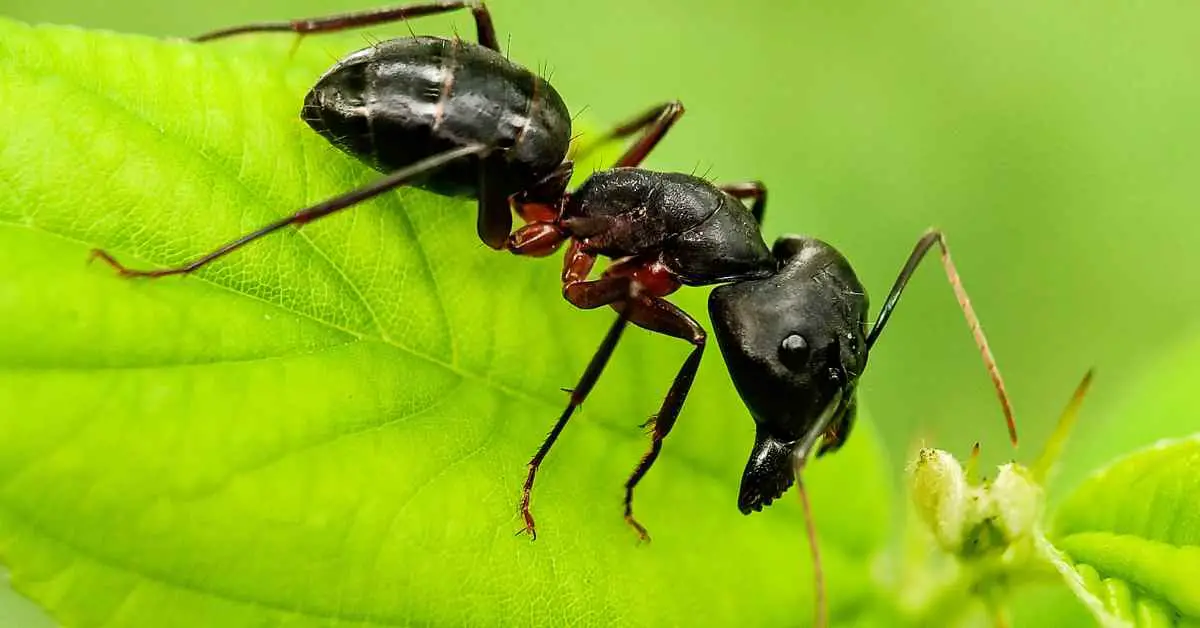 How Big is an Ant's Heart?