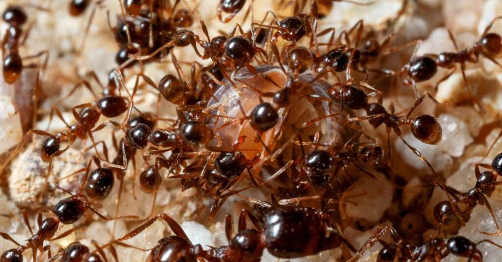 How Many Ants Born and Die Each Day?