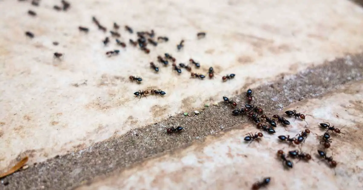 How to Attract Ants to an Ant Farm?