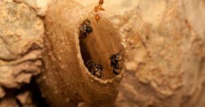How to Get Queen Ant Out of its Nest?