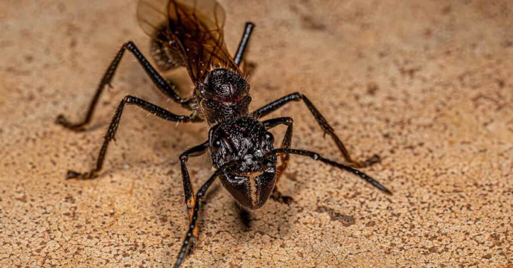 Why Are Queen Ants So Expensive?