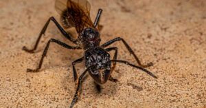 Why Are Queen Ants So Expensive?
