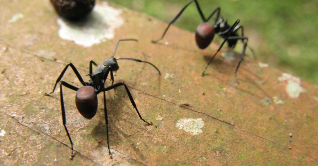 Why Do Ants Smell Like Ink?