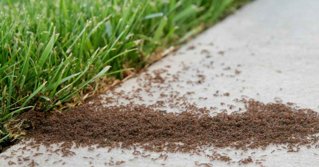 Why Do Ants Swarm on Sidewalks?