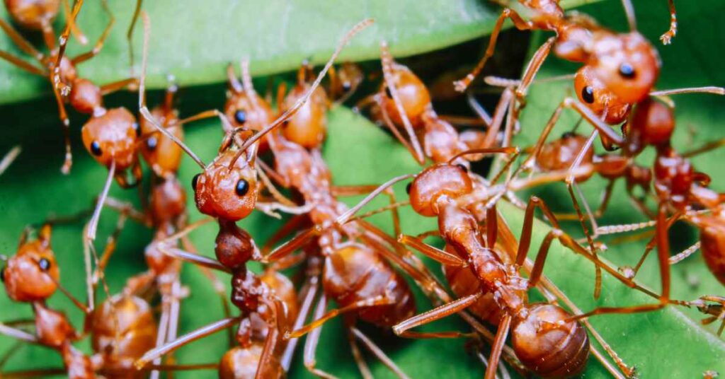 Will Red Ants Attack Black Ants?