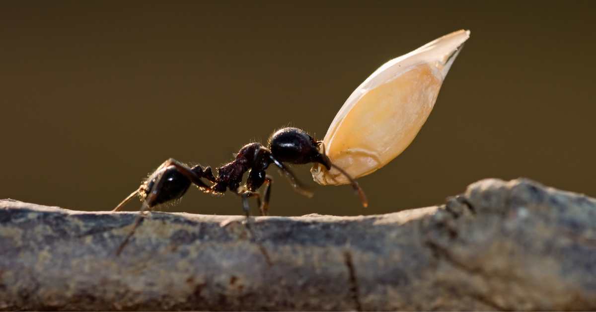 Are Black Crazy Ants Polymorphic?