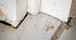 Best Ant Control in Alexander City, AL
