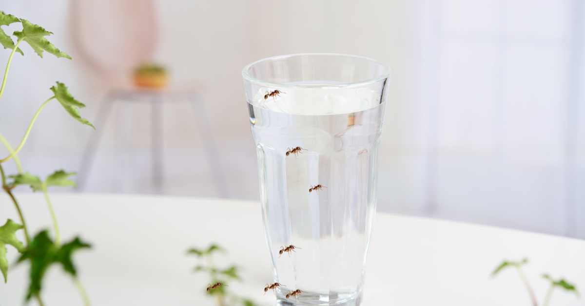 Can Ants Chew Through Glass?