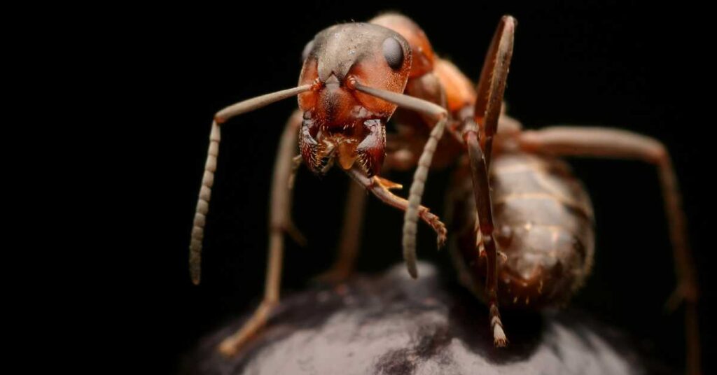 Can Ants Chew Through Wires?