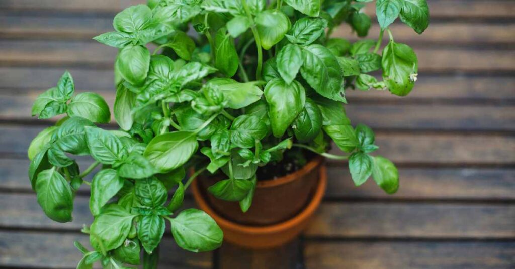 Can Ants Eat Basil?