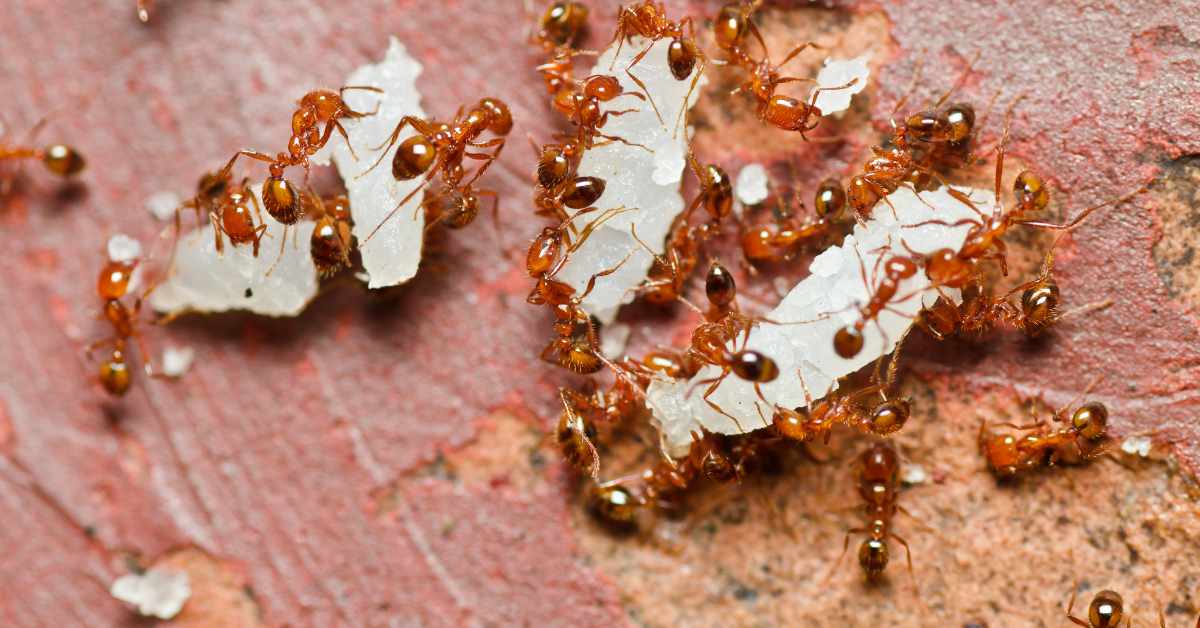 Can Ants Eat Spicy Food?
