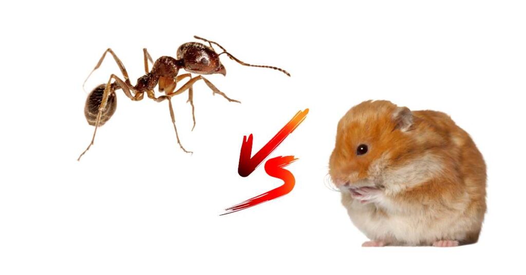 Can Ants Kill a Hamster?