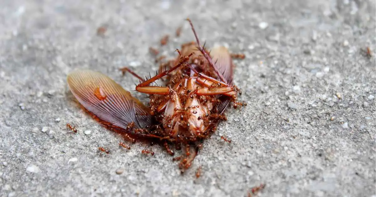 Can Ants and Roaches Live Together?