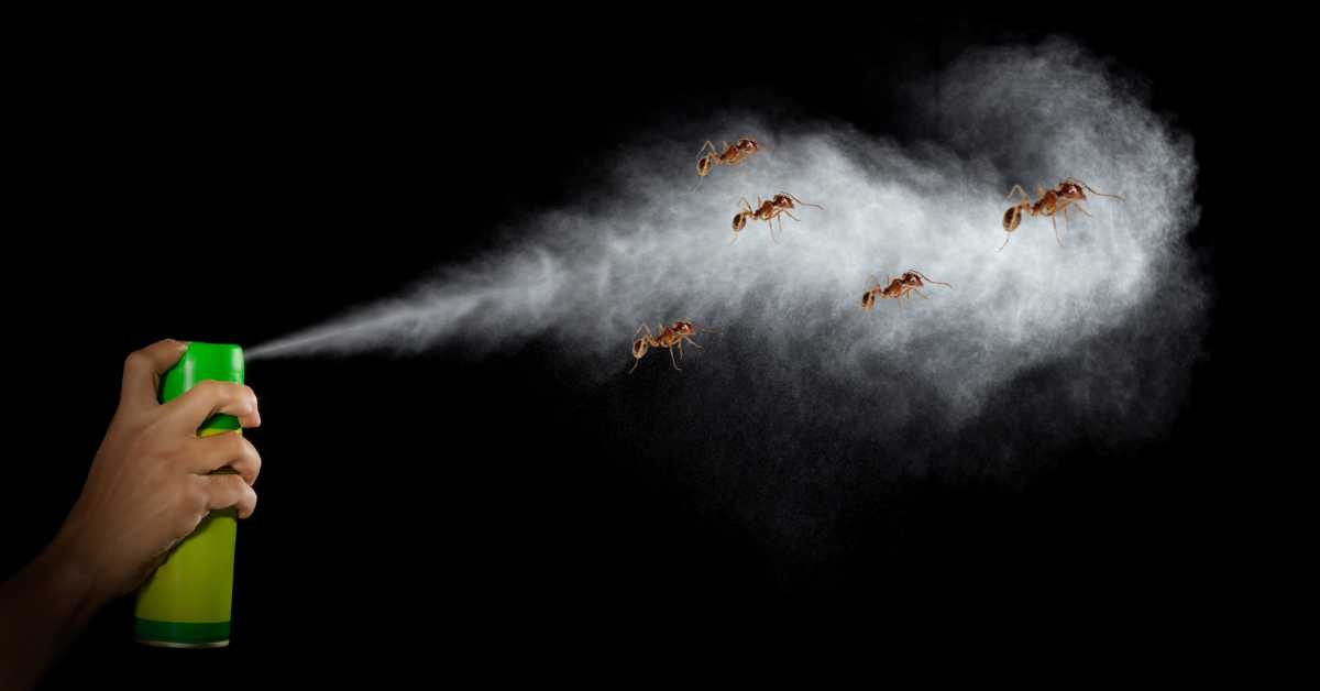 Can You Use Fly Spray on Ants?