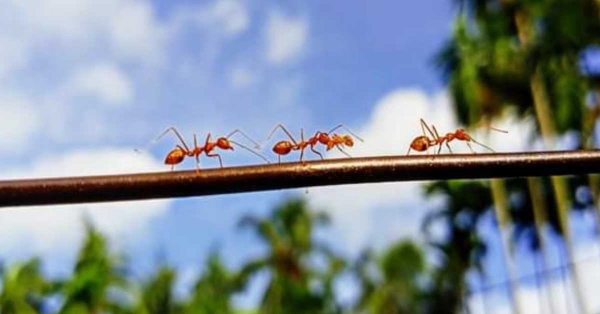 Do Ants Die From Heat?