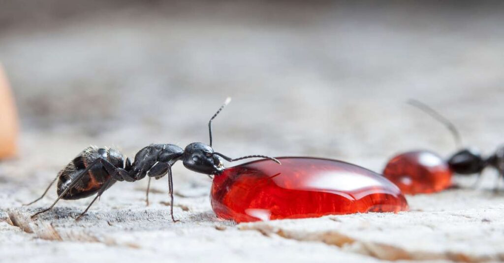 Do Ants Get Attracted to Blood?