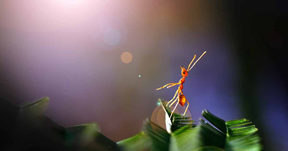 Do Ants Make Noise?