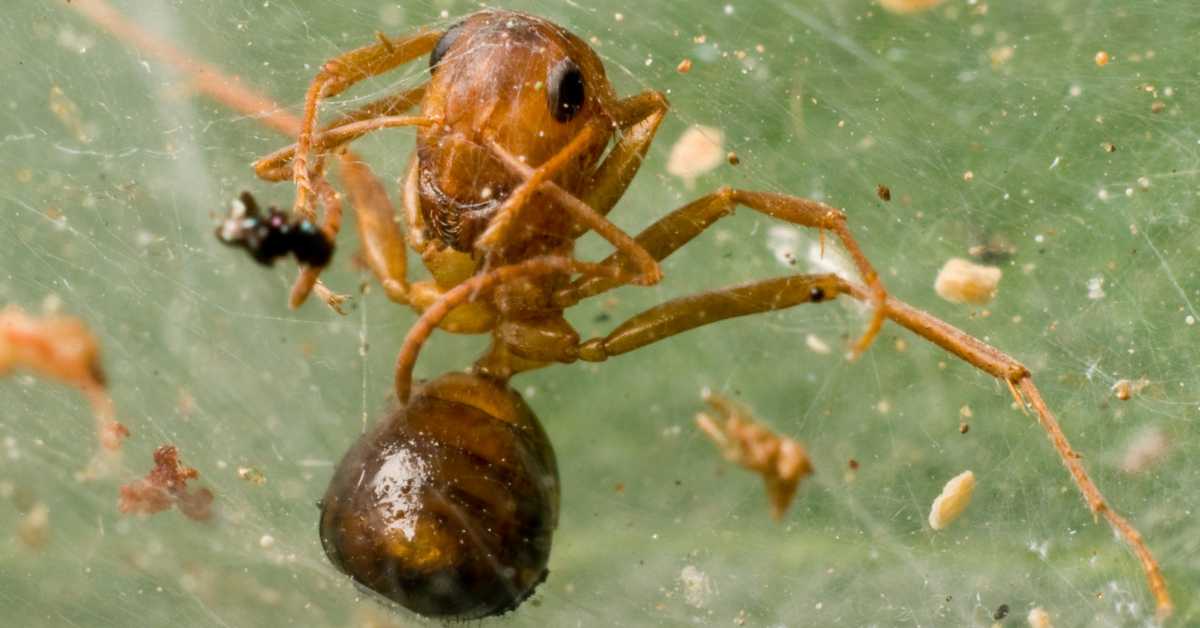 Do Ants Make Webs?